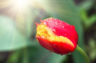 Parktaki bir grup kırmızı lale. Yakın plan. Bahar manzarası.