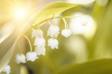 Ormanda yetişen çiçekli zambak baharda yakın plan, doğal arka plan.