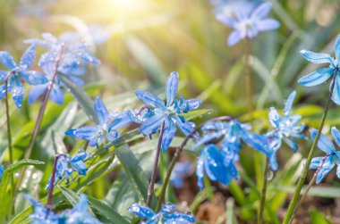 Mavi çiçek ilkbaharda kar damlaları Scilla Squill Yumuşak odak noktası. doğa arkaplanı.