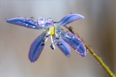 Mavi çiçek bahar kardamlaları Scilla Squill Yumuşak odak noktası. doğa arkaplanı.