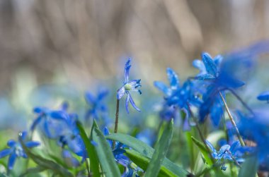 Mavi çiçek ilkbaharda kar damlaları Scilla Squill Yumuşak odak noktası. doğa arkaplanı.