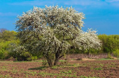 Çiftçinin tarlasında yapayalnız büyük bir ağaç armudu açar, açık bir bahar günü. tarımsal altyapı