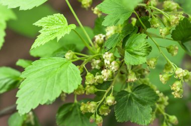Çiçekler siyah frenk üzümü, yakın plan, tarımsal bahar arkaplanı