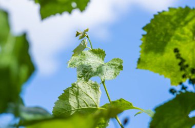 Baharda mavi gökyüzü ve bulutların arka planında taze yeşil üzüm yaprakları.