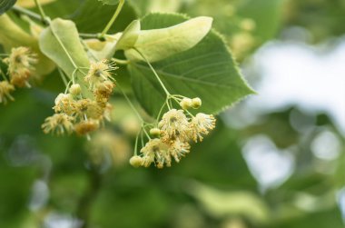 Çiçekler açan ıhlamur ağacı ağacı çayı, doğal arka plan, bahar hazırlamak için kullanılır.