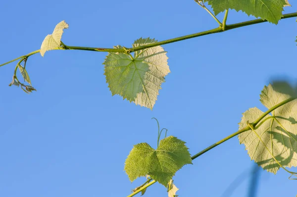 Młode Zielone Liście Przetargowe Winogron Tle Błękitnego Nieba Wiosną — Zdjęcie stockowe