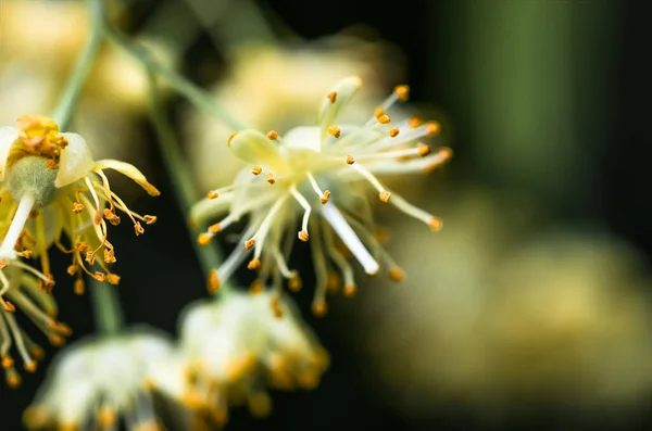 Flores Florescendo Madeira Tília Árvore Usado Para Preparação Chá Cura — Fotografia de Stock