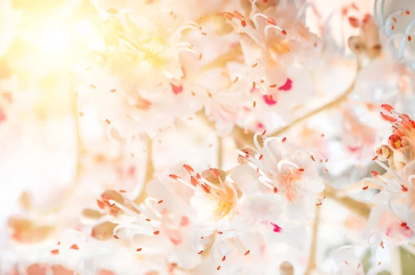 Цветущие Цветы Крупным Планом Каштана Весенний Фон — стоковое фото