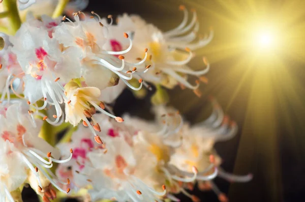 Blühende Blumen Der Kastanien Nahaufnahme Frühling Hintergrund — Stockfoto