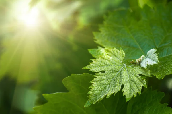 Sanfte Junge Grüne Traubenblätter Frühling Nahaufnahme Natürlicher Hintergrund — Stockfoto