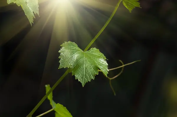 Sanfte Junge Grüne Traubenblätter Und Schnurrbart Weinreben Frühling Nahaufnahme Frühlingshintergrund — Stockfoto