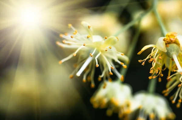 Квіти Цвітуть Деревом Липи Використовуються Приготування Цілющого Чаю Природного Фону — стокове фото
