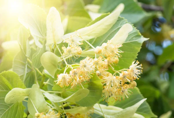Цветущие Цветы Липы Дерева Используемые Приготовления Лечебного Чая Натуральный Фон — стоковое фото