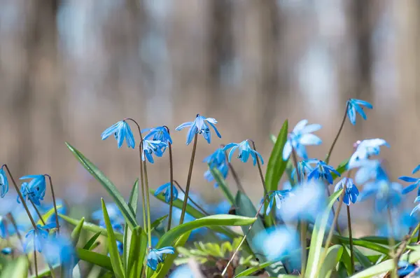 Blue blossom flowers spring snowdrops Scilla Squill Soft focus. nature background.