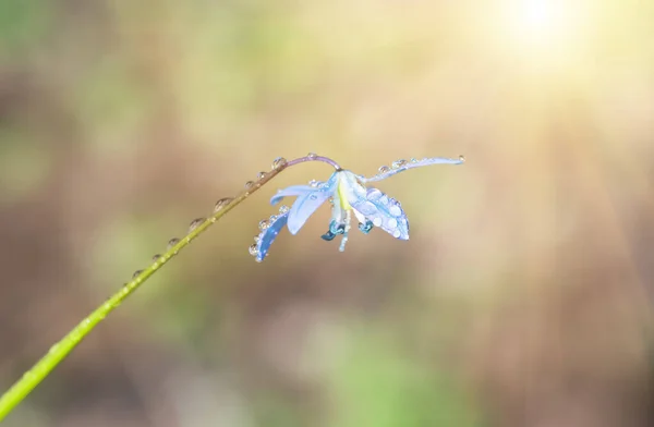 Blaublütige Blüte Frühling Schneeglöckchen Scilla Squill Soft Focus Hintergrund Natur — Stockfoto