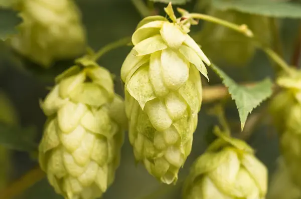 Grüne Hopfendolden Zur Herstellung Von Bier Und Brot Nahaufnahme Landwirtschaftlicher — Stockfoto