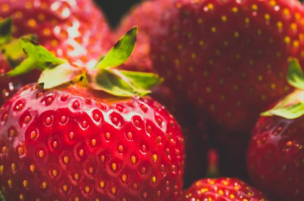 Fresas Orgánicas Rojas Maduras Frescas Primer Plano Tonificación Azul Fondo — Foto de Stock