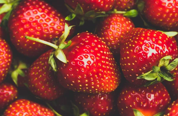 Fresas Orgánicas Rojas Maduras Frescas Primer Plano Tonificación Azul Fondo —  Fotos de Stock