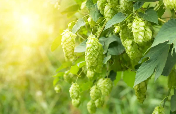 Green Fresh Hop Cones Making Beer Bread Closeup Agricultural Background — Stock Photo, Image