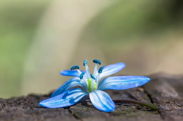 Blaublütige Blüte Frühling Schneeglöckchen Scilla Squill Soft Focus Hintergrund Natur — Stockfoto