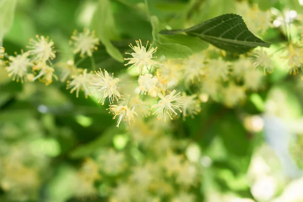 Цветущие Цветы Липы Дерева Используемые Приготовления Лечебного Чая Натуральный Фон — стоковое фото