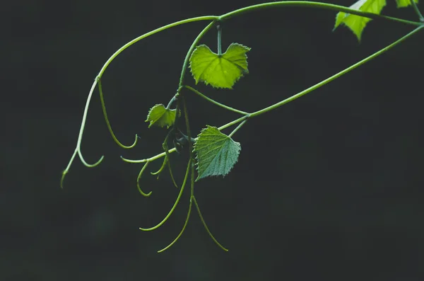 Нежные Молодые Зеленые Листья Винограда Усы Виноградной Лозе Весной Крупный — стоковое фото