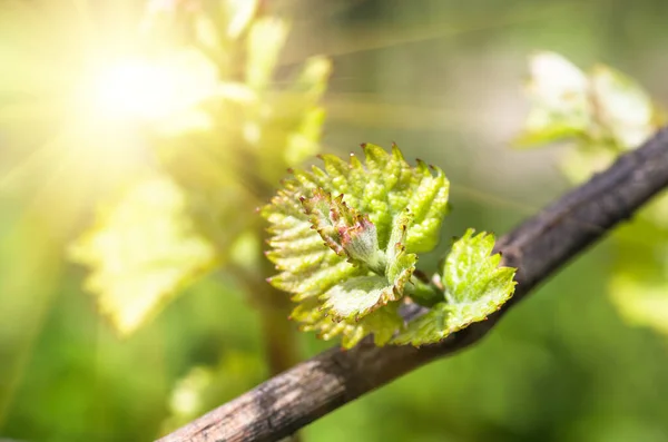 Junge Grüne Zarte Triebe Und Traubenblätter Weinstock Frühling — Stockfoto