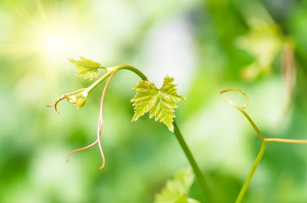 Sanfte Junge Grüne Traubenblätter Und Schnurrbart Weinreben Frühling Nahaufnahme Frühlingshintergrund — Stockfoto