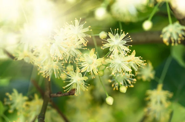Blommor Blommande Träd Lind Trä Som Används För Beredning Läkande — Stockfoto