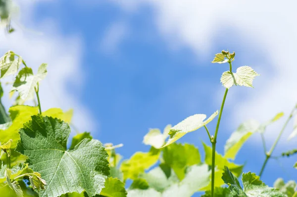 Young green tender leaves of grapes on a background of blue sky and clouds in spring — Stock Image Young Green Tender Leaves Grapes Background Blue Sky Clouds Spring Royalty Free Stock Photos