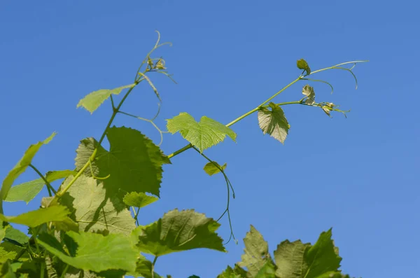 Young green tender leaves of grapes on a background of blue sky in spring — Stock Image Young Green Tender Leaves Grapes Background Blue Sky Spring Stock Photo