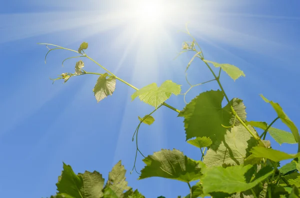 Young green tender leaves of grapes on a background of blue sky in spring — Stock Image Young Green Tender Leaves Grapes Background Blue Sky Spring Stock Image