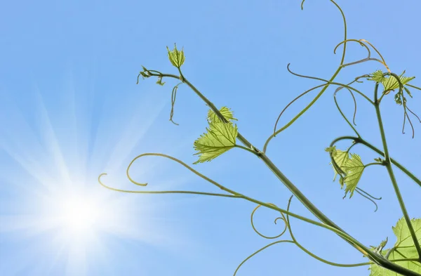 Young green tender leaves of grapes on a background of blue sky in spring — Stock Image Young Green Tender Leaves Grapes Background Blue Sky Spring Royalty Free Stock Images
