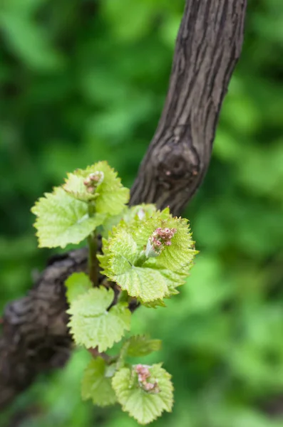 Young green tender shoots and leaves of grapes on the vine in the spring — Stock Image Young Green Tender Shoots Leaves Grapes Vine Spring Stock Photo