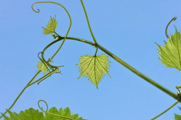 Young green tender leaves of grapes on a background of blue sky in spring — Stock Image Young Green Tender Leaves Grapes Background Blue Sky Spring Royalty Free Stock Photos