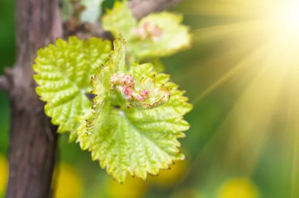 Young green tender shoots and leaves of grapes on the vine in the spring — Stock Image Young Green Tender Shoots Leaves Grapes Vine Spring Stock Picture