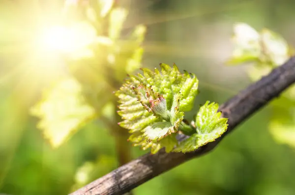 Young green tender shoots and leaves of grapes on the vine in the spring — Stock Image Young Green Tender Shoots Leaves Grapes Vine Spring Royalty Free Stock Photos