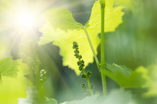 Flower buds and leaves of shoots grapevine spring, agriculture nature background — Stock Image Flower Buds Leaves Shoots Grapevine Spring Agriculture Nature Background Stock Picture