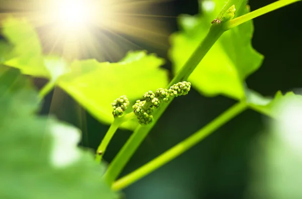 Flower buds and leaves of shoots grapevine spring, agriculture nature background — Stock Image Flower Buds Leaves Shoots Grapevine Spring Agriculture Nature Background Stock Picture