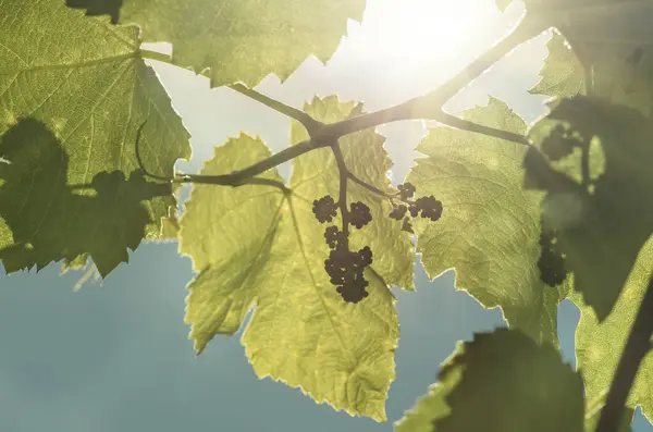 Flower buds and leaves of shoots grapevine spring, agriculture nature background — Stock Image Flower Buds Leaves Shoots Grapevine Spring Agriculture Nature Background Royalty Free Stock Images