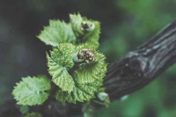 Young green tender shoots and leaves of grapes on the vine in the spring, blue tone, — Stock Image Young Green Tender Shoots Leaves Grapes Vine Spring Blue Tone Royalty Free Stock Images