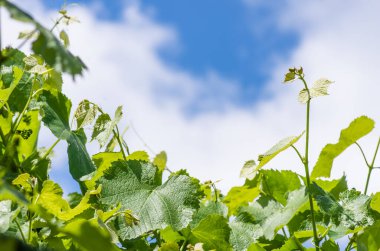 Baharda mavi gökyüzü ve bulutların arka planında taze yeşil üzüm yaprakları.