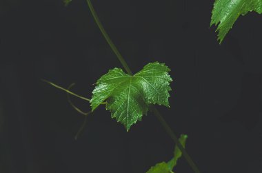 Baharda taze yeşil üzüm yaprakları, yakın plan, mavi ton, doğal arkaplan