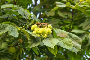 Olgun dikenli kestaneler ve yapraklar, doğa arka planı