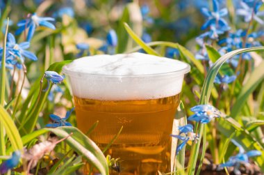 beer and blue flower spring, snowdrops Scilla Squill, soft focus. nature background. clipart