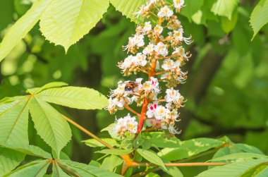 Kestanenin dallarında açan çiçekler, bahar arkaplanı