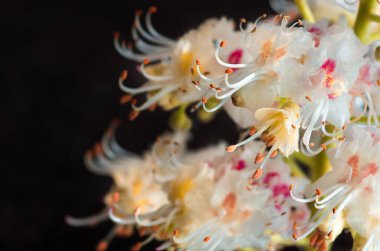 Kestanenin çiçek açan çiçekleri yakın plan, bahar arkaplanı