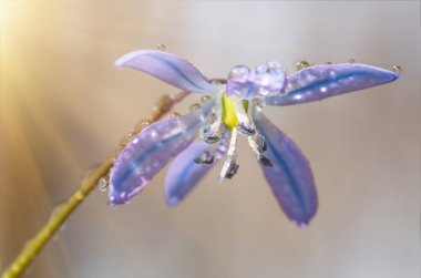 Mavi çiçek bahar kardamlaları Scilla Squill Yumuşak odak noktası. doğa arkaplanı.