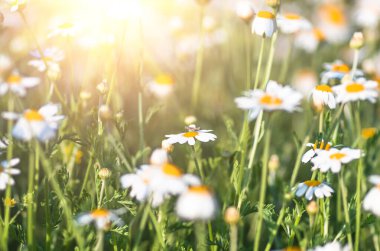 Papatya tarlası çiçekleri sınırı. Güneşin altında çiçek açan medikal papatyaların olduğu güzel bir doğa sahnesi. Alternatif tıp Bahar Papatyası. Güzel çayır. Yaz arkaplanı.