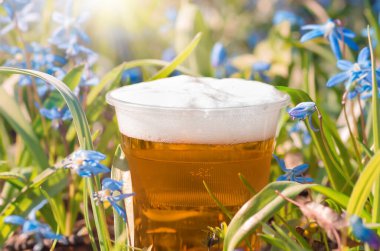 beer and blue flower spring, snowdrops Scilla Squill, soft focus. nature background. clipart